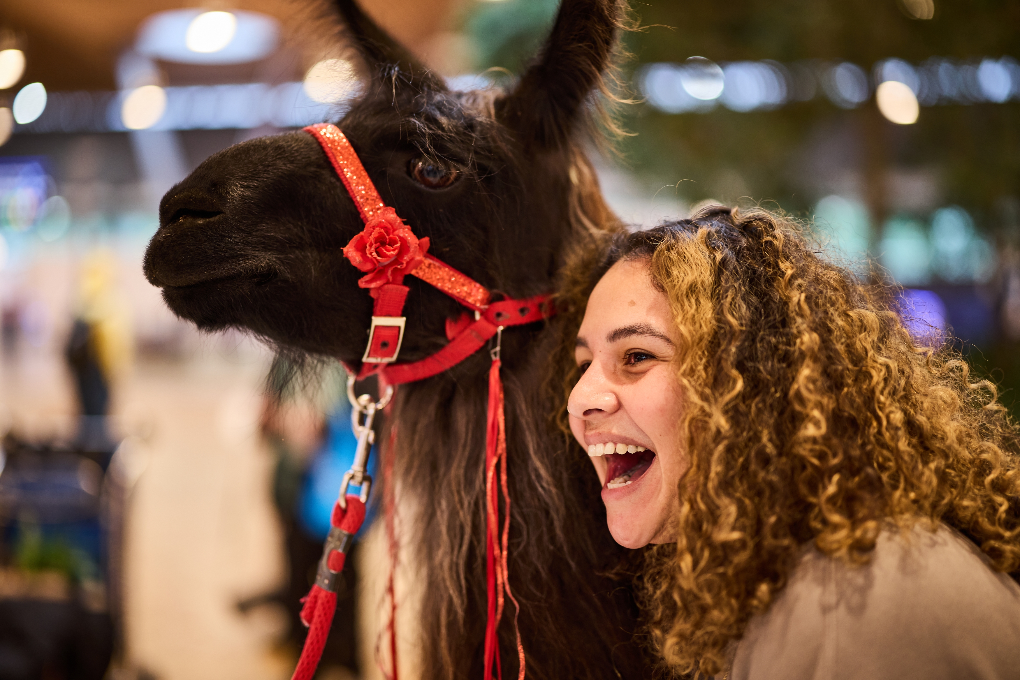 A therapy llama and alpaca spread joy and ease anxiety at the